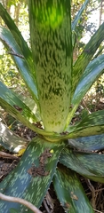 Aloe pruinosa