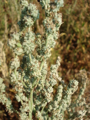 Atriplex patens