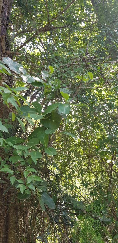 Raphionacme flanaganii