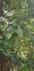 Raphionacme flanaganii