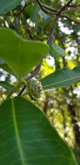 Raphionacme flanaganii