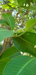 Raphionacme flanaganii