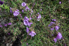Prostanthera decussata