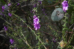 Prostanthera decussata