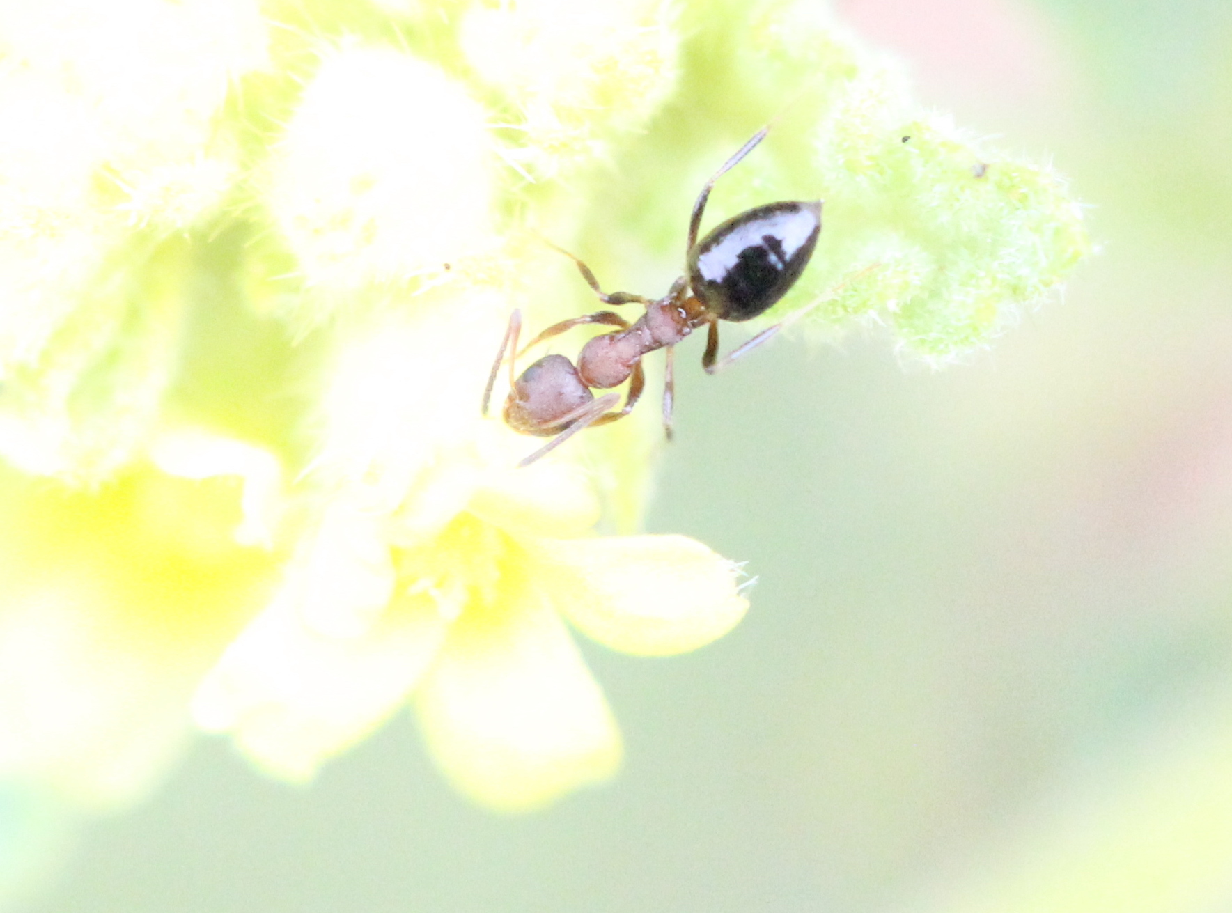 Lepisiota opaca