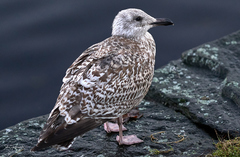 Larus
