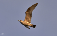 Larus