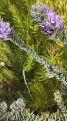 Amphithalea imbricata