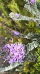 Amphithalea imbricata