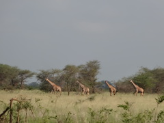 Giraffa camelopardalis reticulata