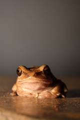 Polypedates maculatus