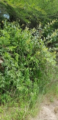 Adenia natalensis