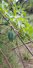 Adenia natalensis