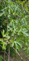 Adenia natalensis