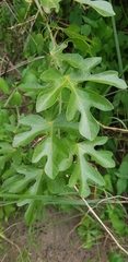 Adenia natalensis
