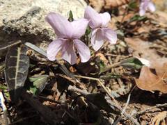 Viola variegata
