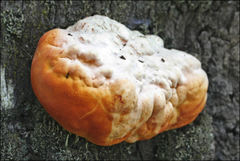 Piptoporus australiensis