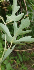 Adenia natalensis