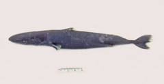 Squaliolus aliae