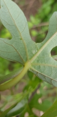 Adenia natalensis