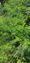 Adenia natalensis