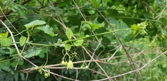 Adenia natalensis