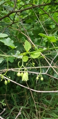 Adenia natalensis