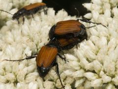 Phyllotocus rufipennis