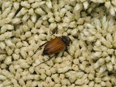 Phyllotocus rufipennis