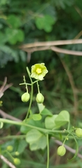 Adenia natalensis