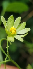 Adenia natalensis