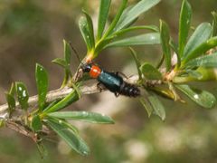 Carphurus cyanopterus