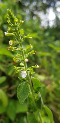 Image of Endostemon obtusifolius by (c) Suvarna Parbhoo Mohan, some rights reserved (CC BY-SA)