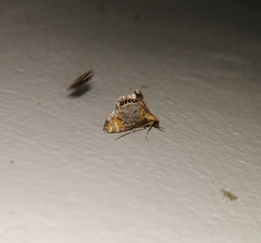 Nymphicula