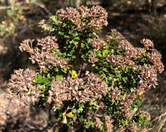 Pomaderris obcordata