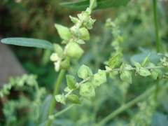 Atriplex oblongifolia
