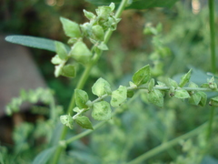 Atriplex oblongifolia