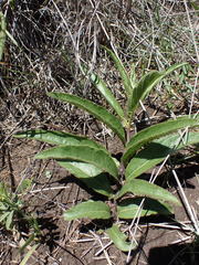 Crabbea angustifolia