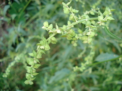 Atriplex oblongifolia