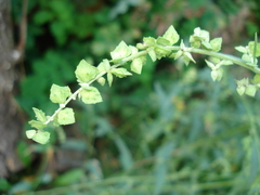 Atriplex oblongifolia
