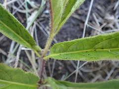 Crabbea angustifolia