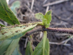 Crabbea angustifolia