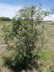 Senegalia erubescens