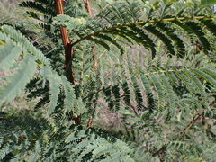 Senegalia erubescens