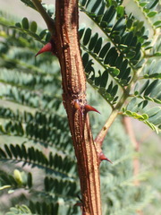Senegalia erubescens