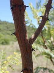Senegalia erubescens