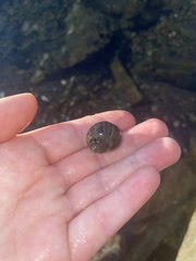 Ampullaceana balthica