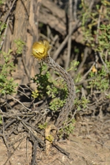 Pterocactus tuberosus
