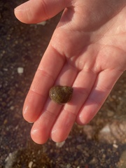 Ampullaceana balthica