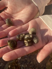 Ampullaceana balthica
